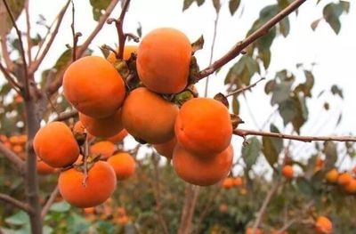 平顶山日报社助力脱贫攻坚农副产品信息免费发布(之六)